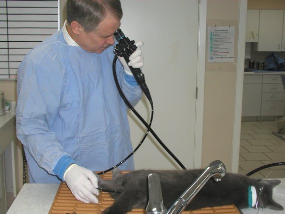 Endoscopy  San Antonio, TX